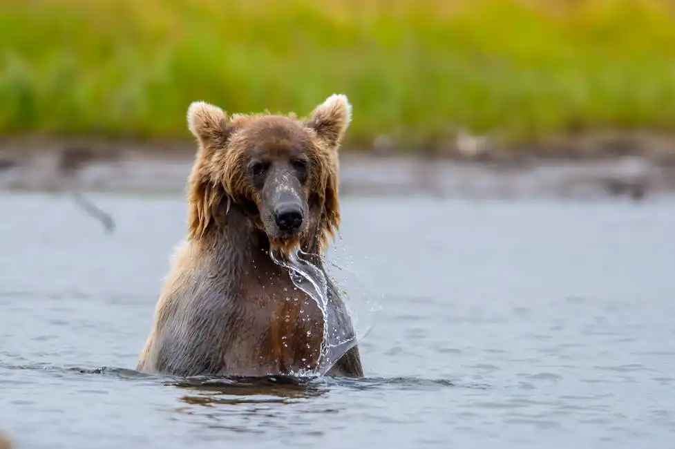 Unknown: Orso grizzly che pesca il salmone, Alaska
