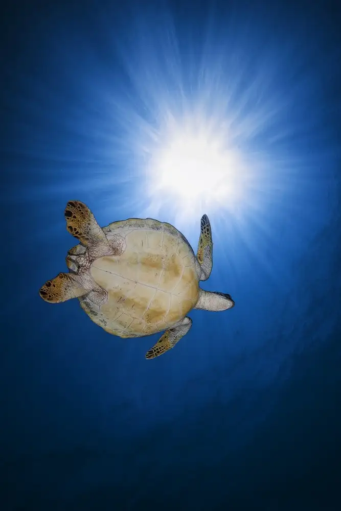 Gabriel, Barathieu: Green turtle