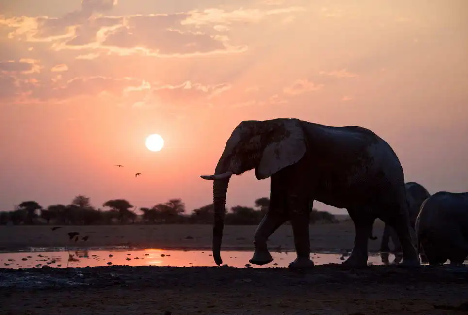 Unknown: Éléphants au coucher du soleil, Botswana