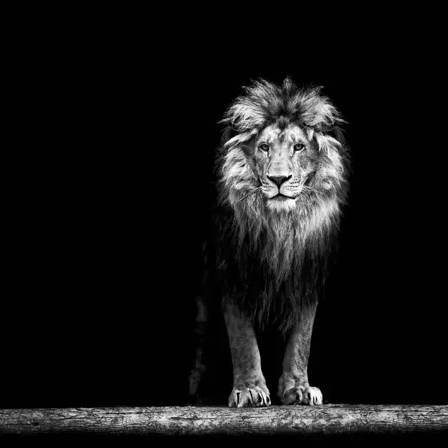Unknown: Ritratto di un leone