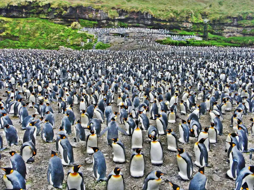 Unknown: Penguin colony