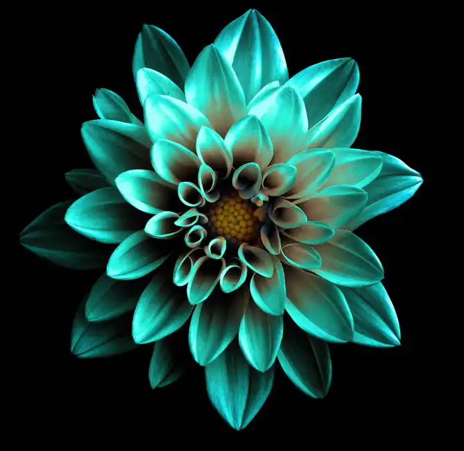 Unknown: Dahlia surréaliste