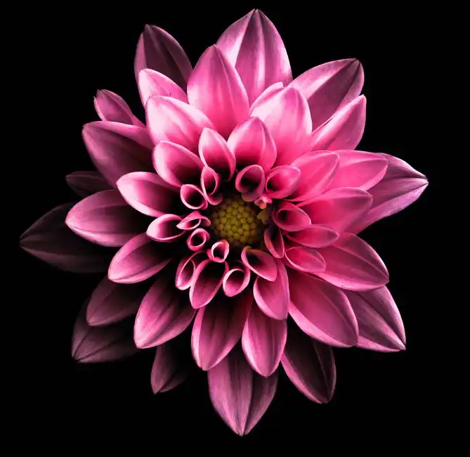 Unknown: Dahlia à fleurs roses