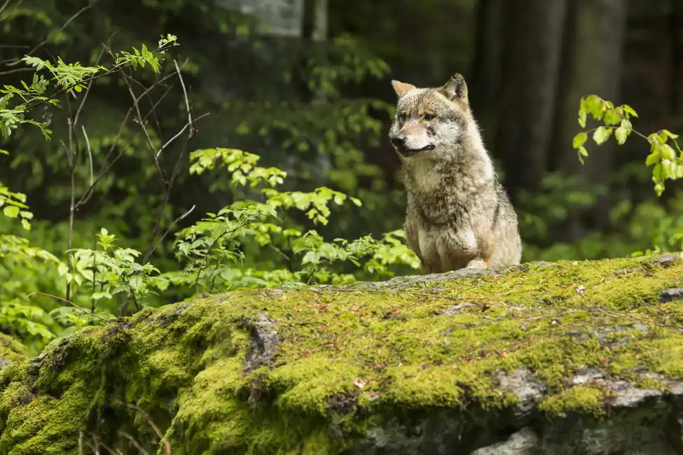 Unknown: Wolf (République tchèque)