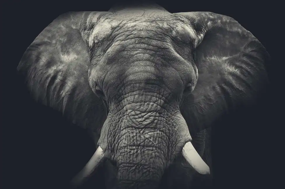 Unknown: Ritratto di elefante
