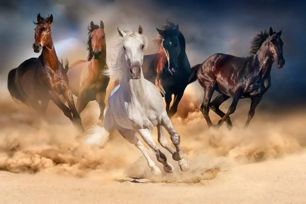 Unknown: Herd of horses