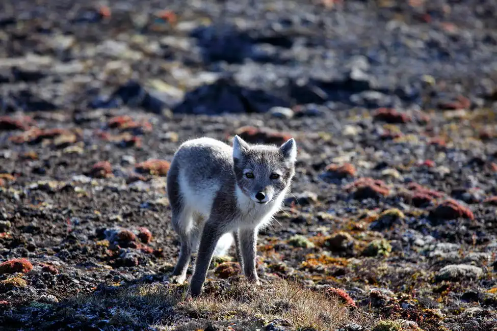Unknown: Arctic fox (summer)