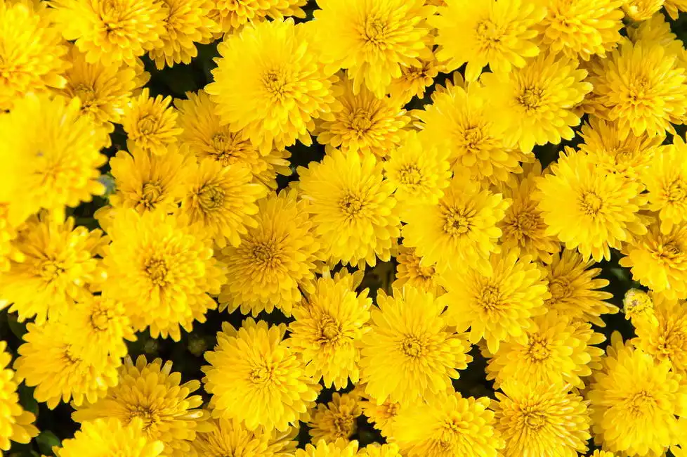 Unknown: Fleurs jaunes