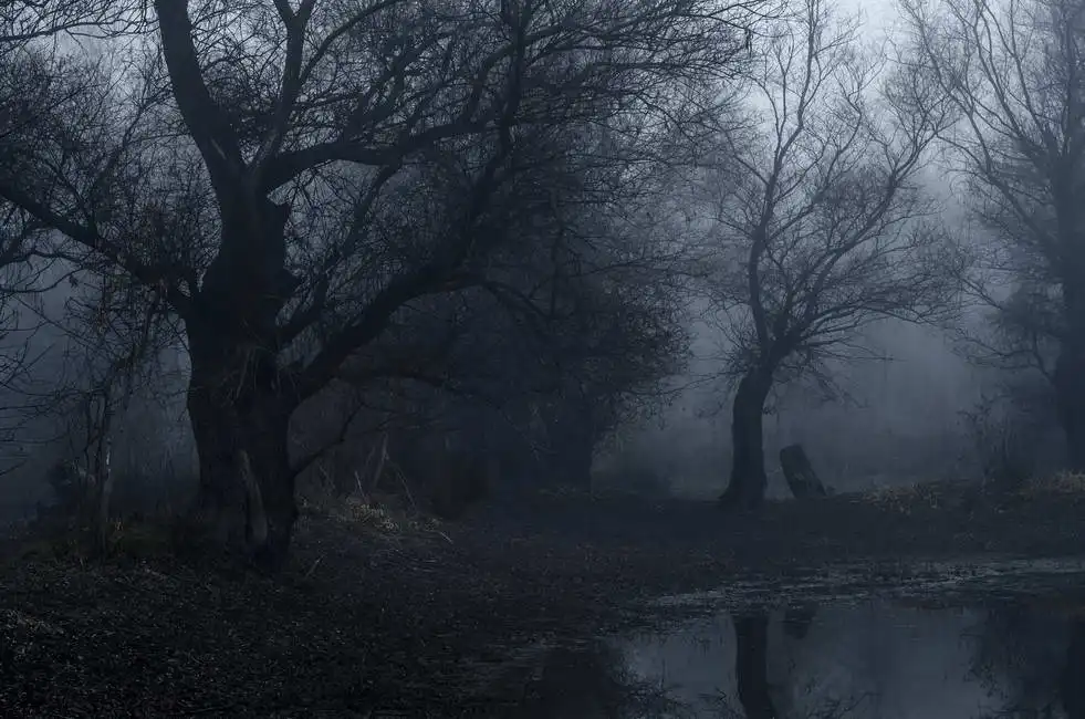 Unknown: Alter Wald