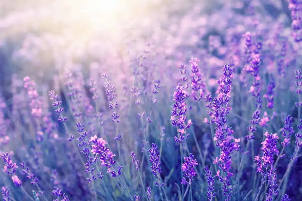 Unknown: Lavender, Provence
