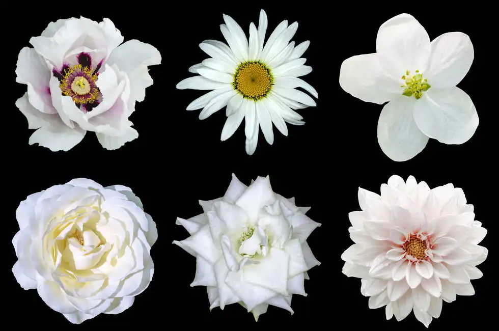 Unknown: Collage of white flowers