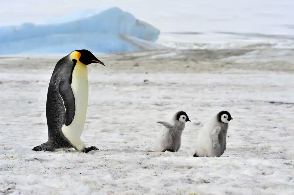 Unknown: Emperor Penguin in Antarctica