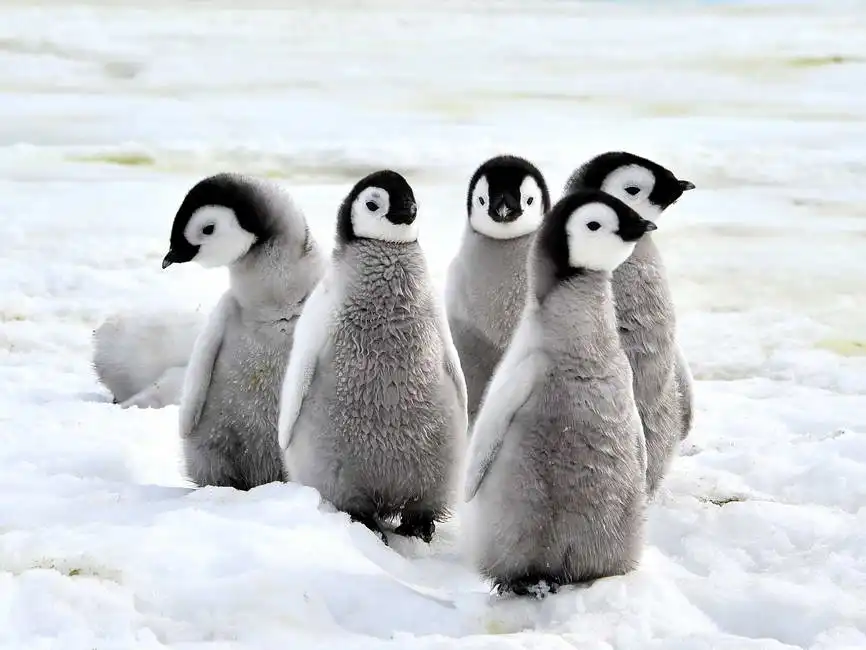 Unknown: Pinguini imperatore