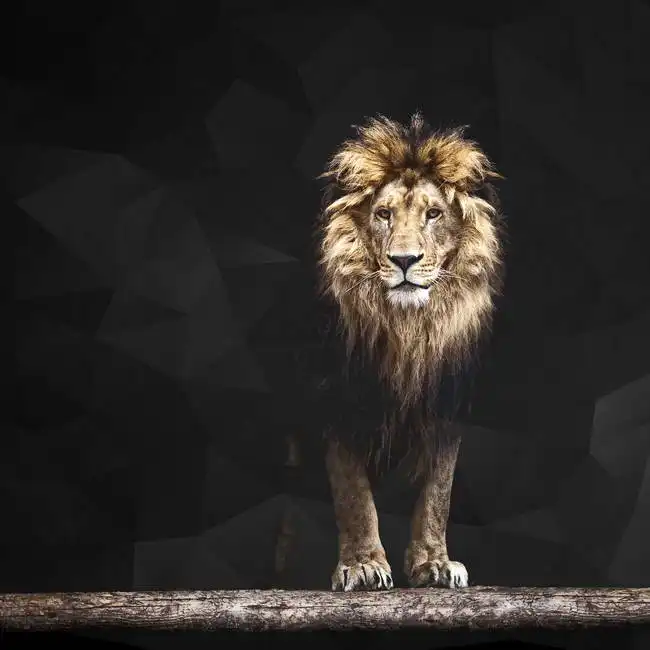 Unknown: Löwe - der König der Tiere