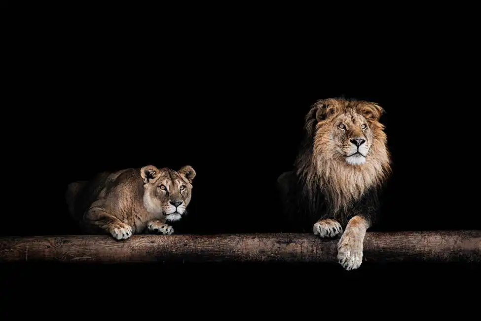 Unknown: Leone e leonessa