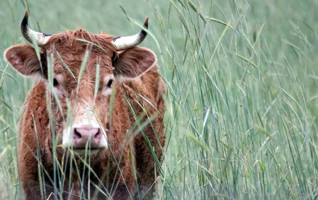 Unknown: Heifer