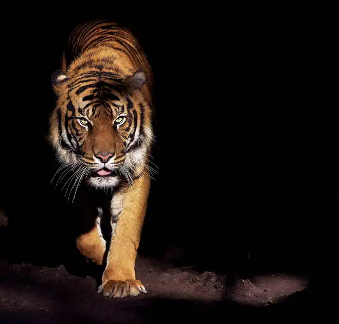 Unknown: Tigre