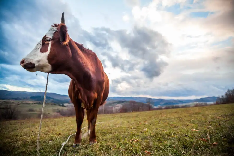 Unknown: Mucca in campo