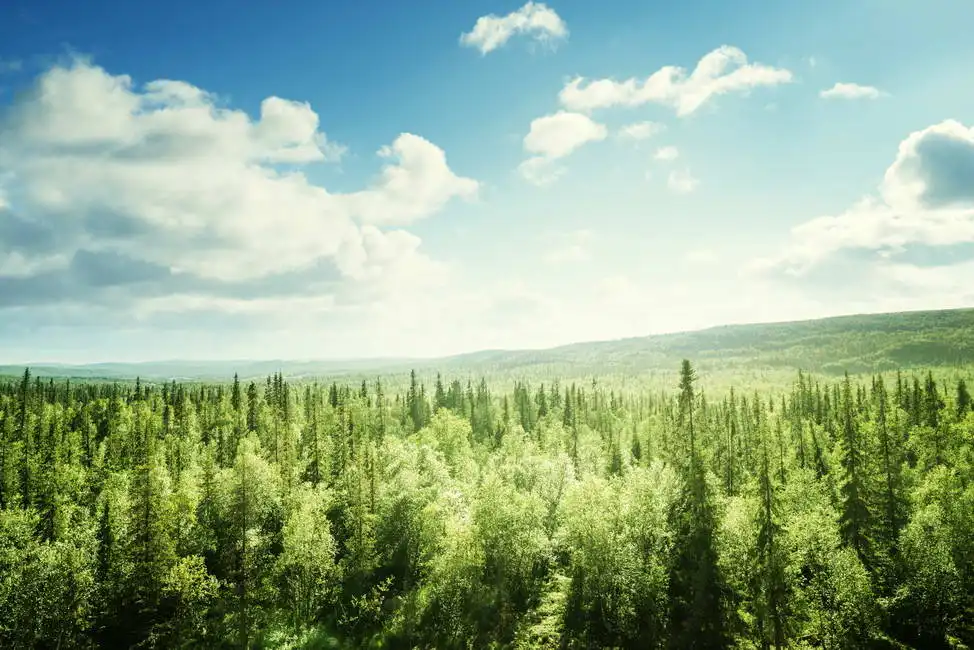 Unknown: Foresta, giornata di sole
