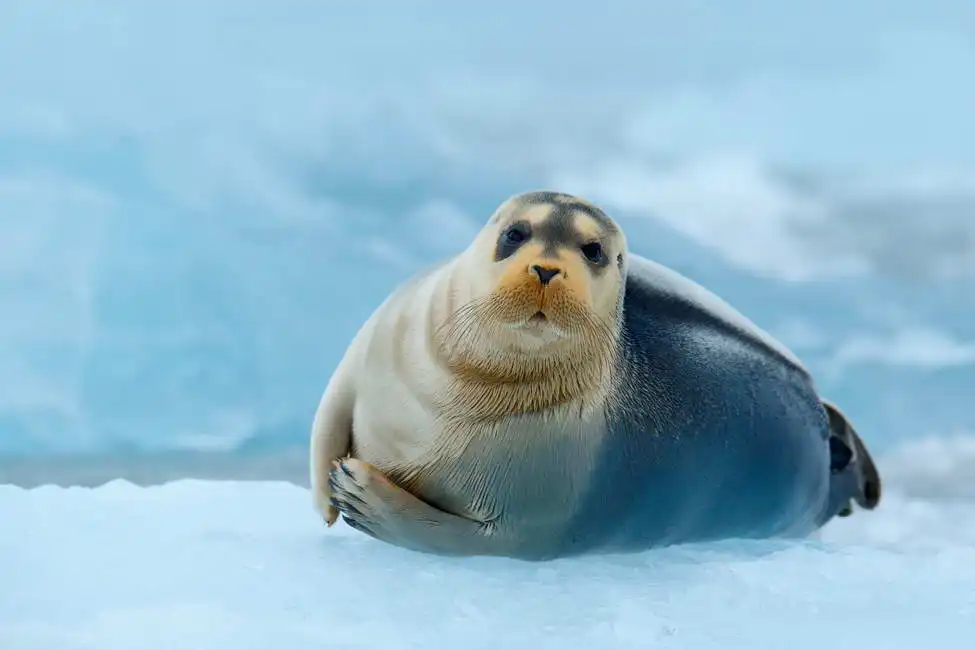 Unknown: Seal in the Arctic Ocean