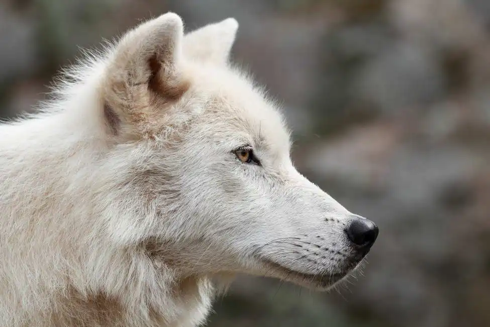 Unknown: Lobo polar