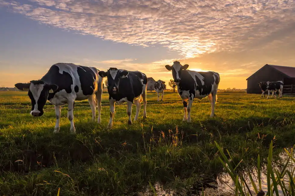 Unknown: Curious cows