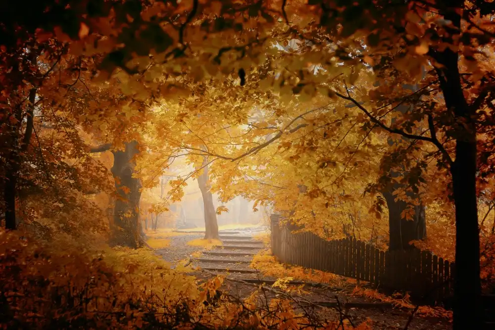 Neer, Ildiko: Turn to Fall