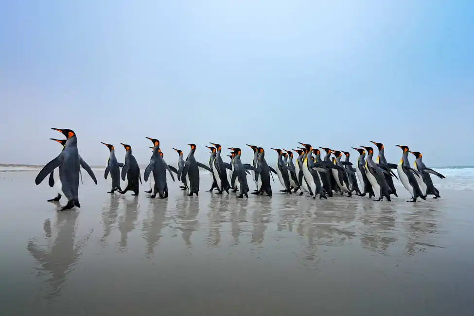 Unknown: La marcia dei pinguini