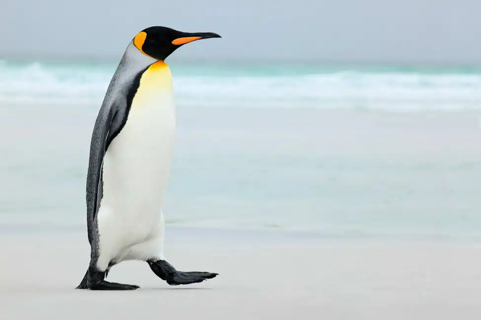 Unknown: Great Emperor Penguin