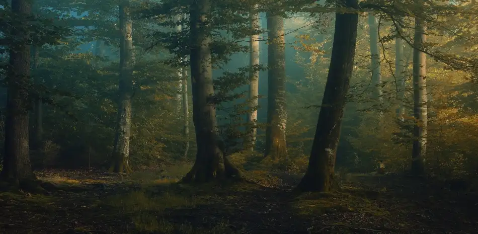 Maier, Norbert: couleurs d'octobre