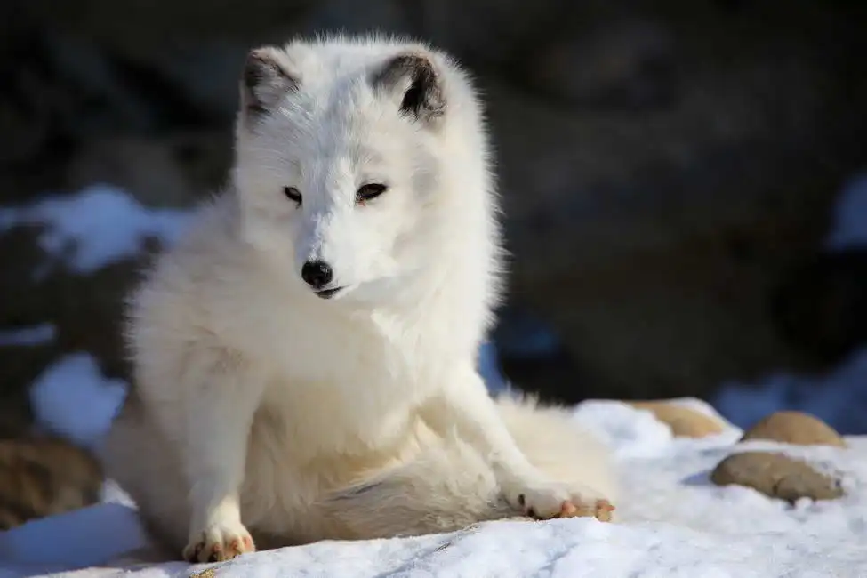 Unknown: Polar fox