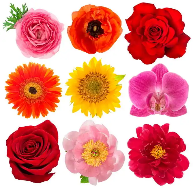 Unknown: Rose, orchid, peony, sunflowers, gerbera, anemone