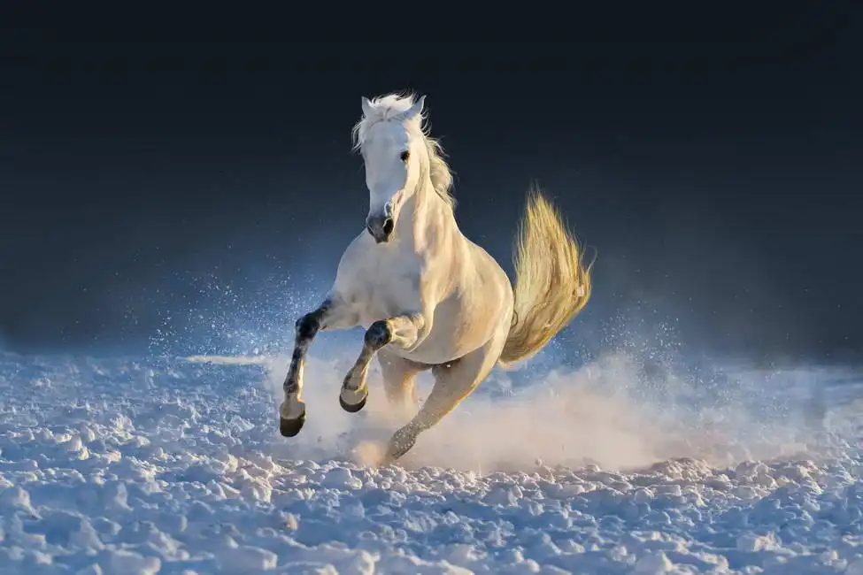 Unknown: White horse running in snow