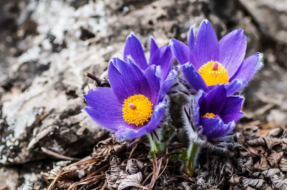 Unknown: Fiore viola