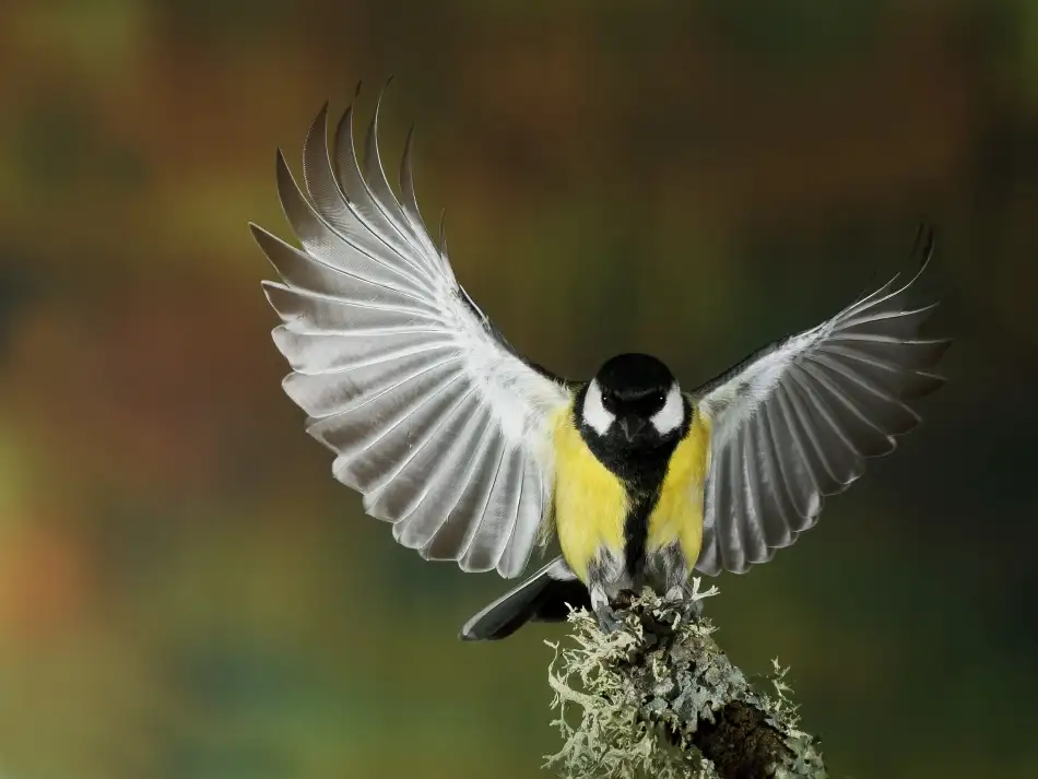 Merino, Nicolás: Tit wing