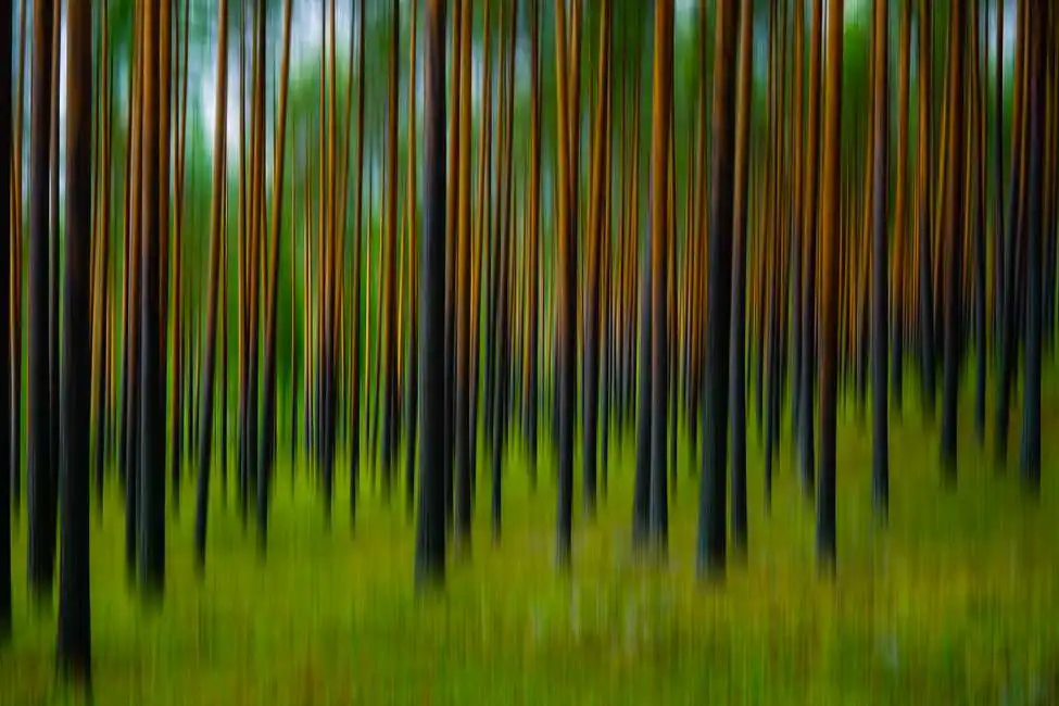 Unknown: Forêt