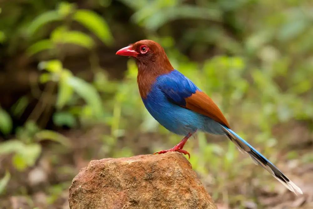 Zygmunt, Milan: Sri Lanka blue magpie