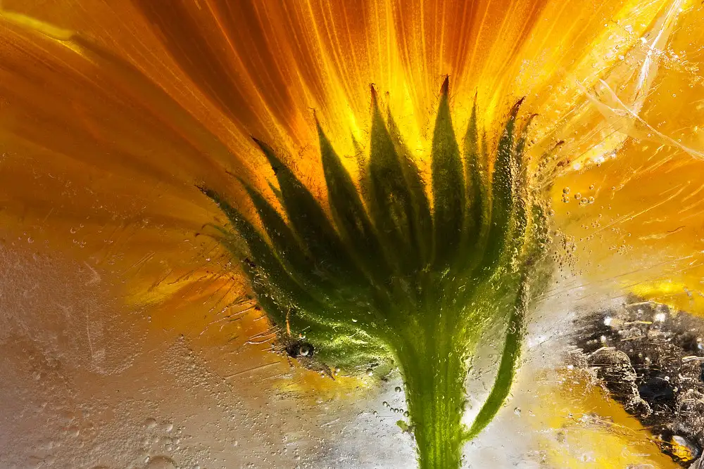 Losada, Secundino: Frozen Marigold