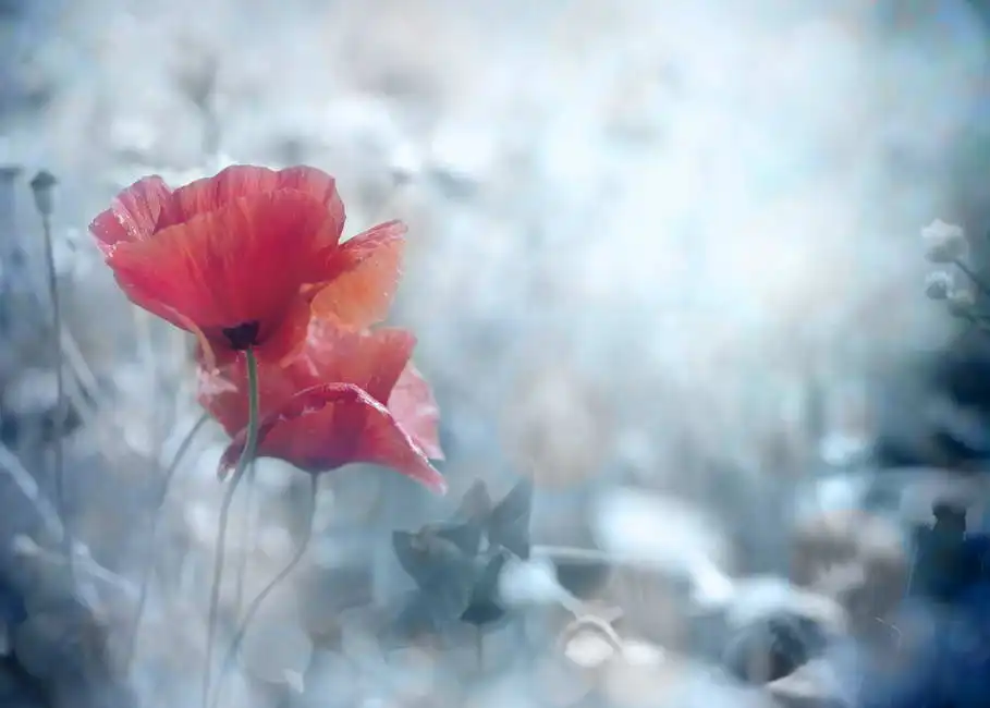 Unknown: Fleurs de pavot rouge