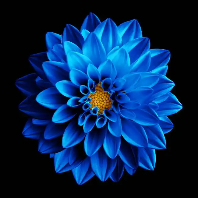 Unknown: Dahlia in blue