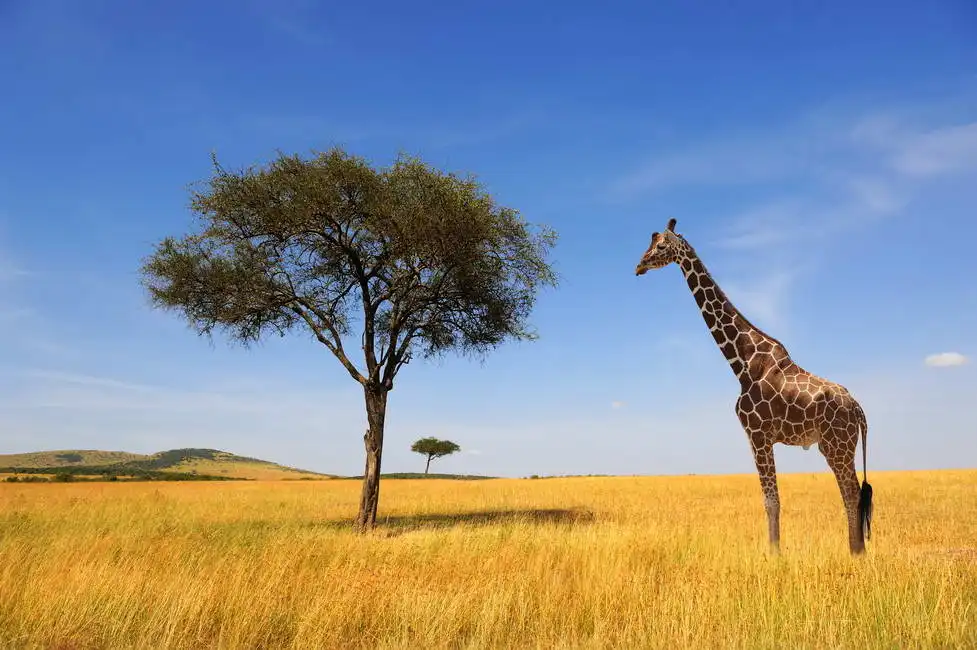 Unknown: Tree and giraffe