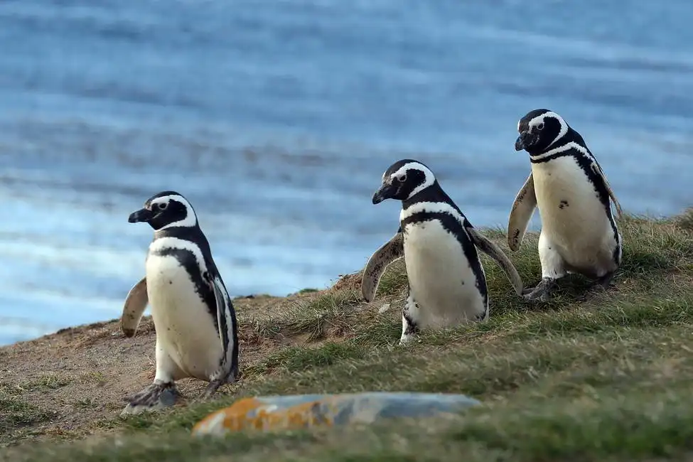 Unknown: Magdalena Island, Chile