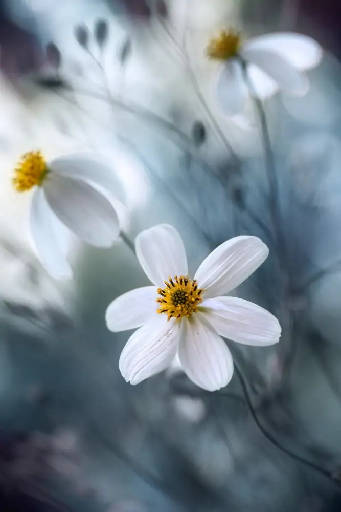 Disher, Mandy: Cosmos