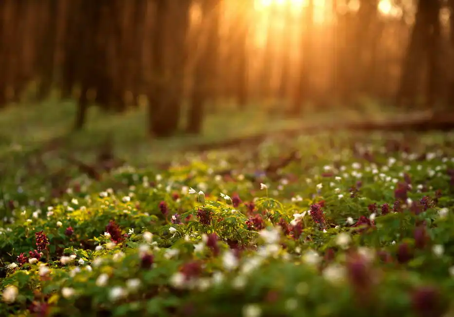 Unknown: Frühling Moos