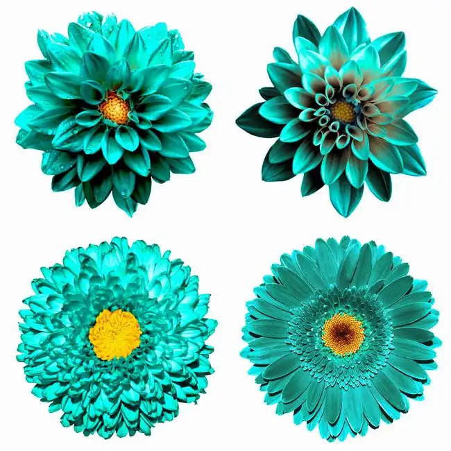 Unknown: Turquoise flowers