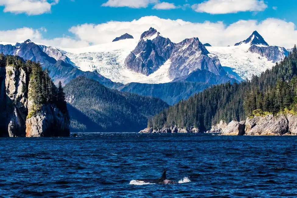 Unknown: Killer whale in Alaska Kenai Fjord