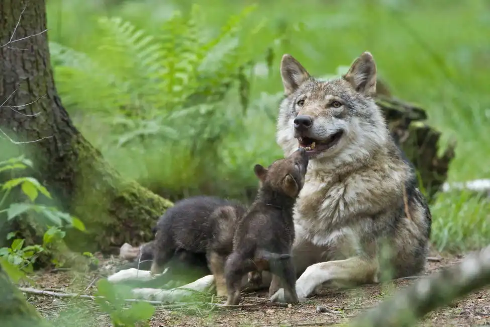Unknown: Lupo con cuccioli