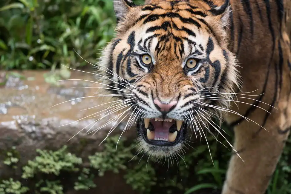 Unknown: Sumatran tiger