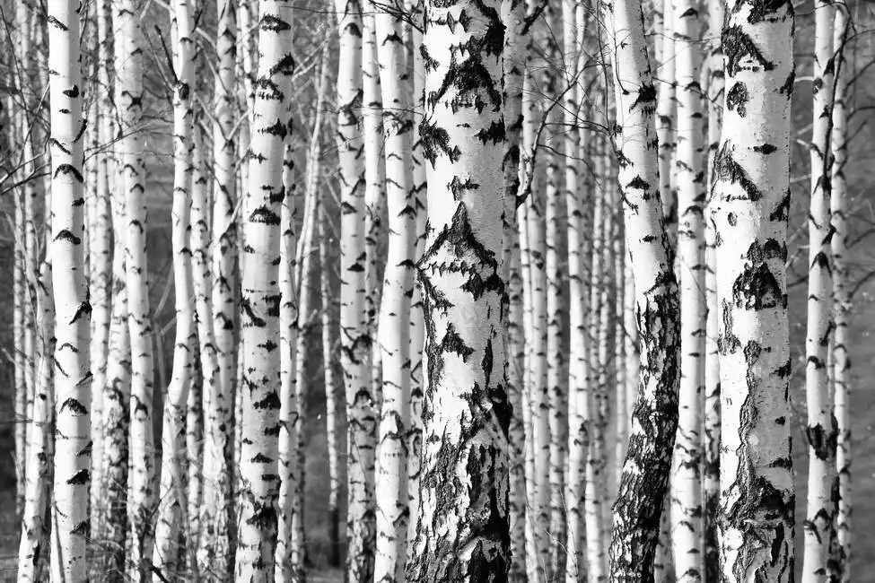Unknown: Birches