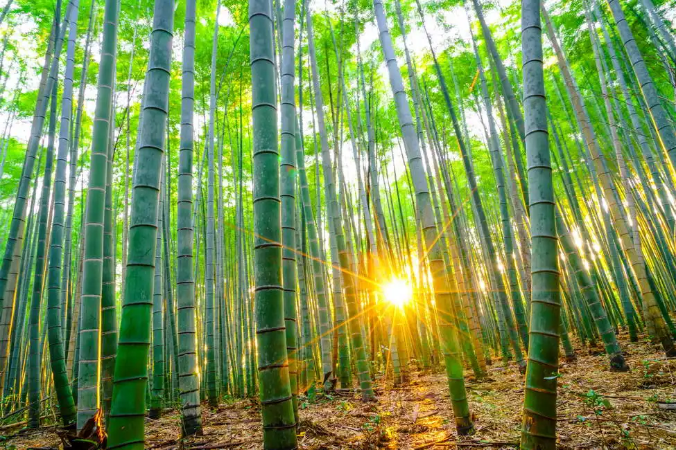 Unknown: Bamboo forest
